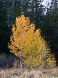 Photograph - Fall Aspen
